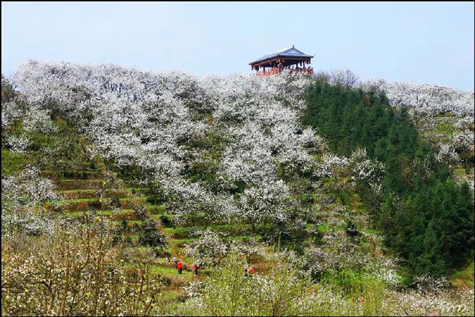 【春天,广西桂林灌阳县向您发出邀请!】我们在灌阳看梨花 - 游山玩水 - 百色生活社区 - 百色28生活网 baise.28life.com