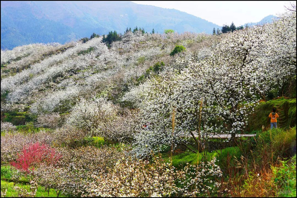 【春天,广西桂林灌阳县向您发出邀请!】我们在灌阳看梨花 - 游山玩水 - 百色生活社区 - 百色28生活网 baise.28life.com
