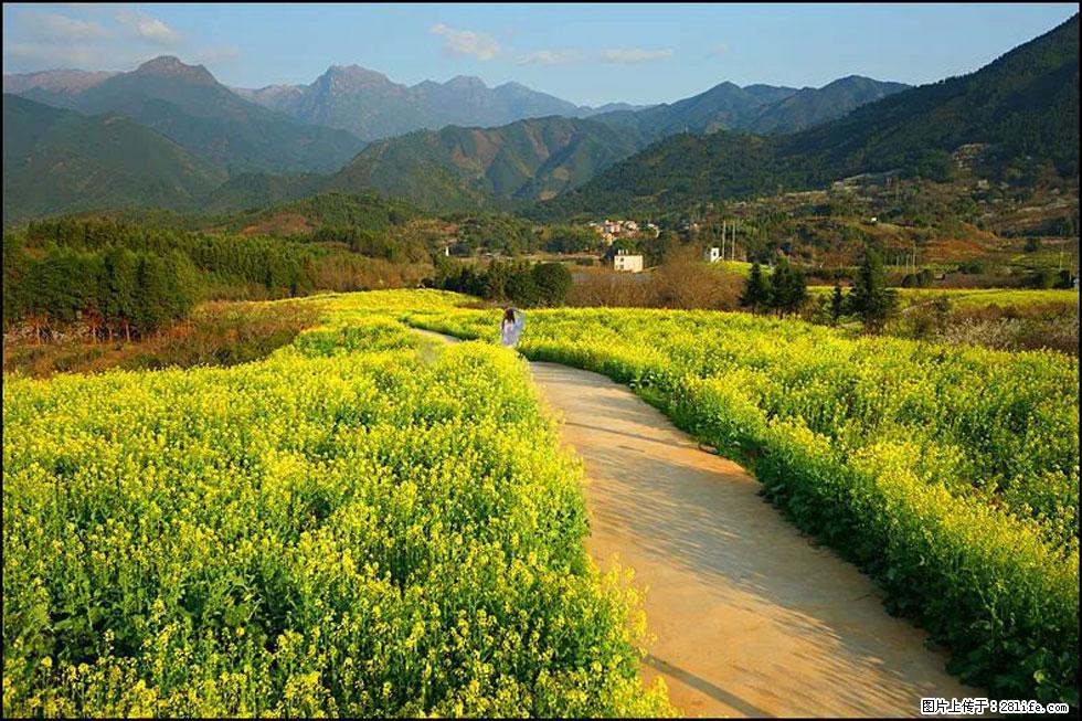 【春天,广西桂林灌阳县向您发出邀请!】长坪村油菜盛情花开 - 游山玩水 - 百色生活社区 - 百色28生活网 baise.28life.com