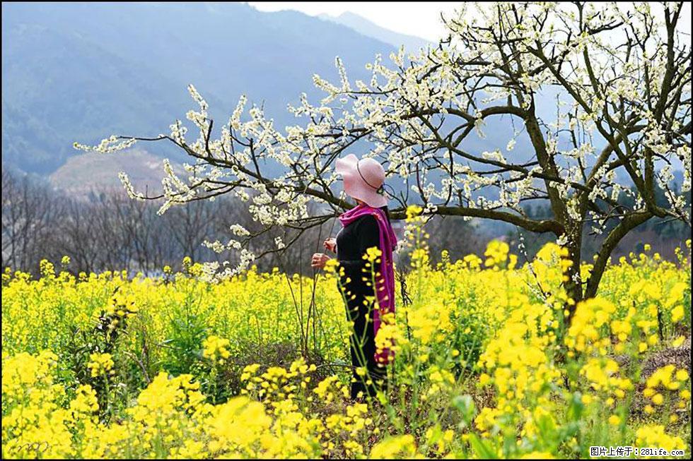 【春天,广西桂林灌阳县向您发出邀请!】长坪村油菜盛情花开 - 游山玩水 - 百色生活社区 - 百色28生活网 baise.28life.com
