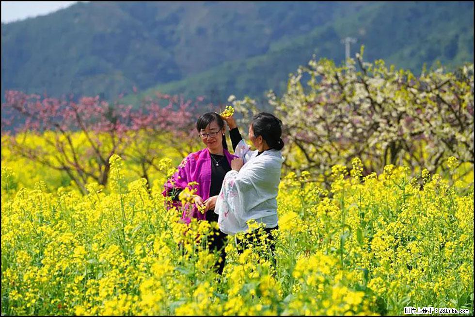 【春天,广西桂林灌阳县向您发出邀请!】长坪村油菜盛情花开 - 游山玩水 - 百色生活社区 - 百色28生活网 baise.28life.com