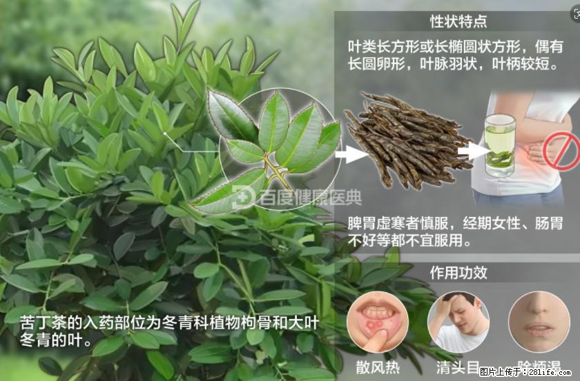 苦丁茶有哪些功效和作用 - 生活百科 - 百色生活社区 - 百色28生活网 baise.28life.com