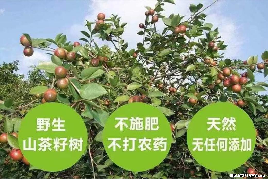 【灌阳县油茶产业示范区】一个有着充实的精神生活的人,对待身外之物自会有一种淡泊的态度 - 土特产 - 饮食特产 - 百色分类信息 - 百色28生活网 baise.28life.com