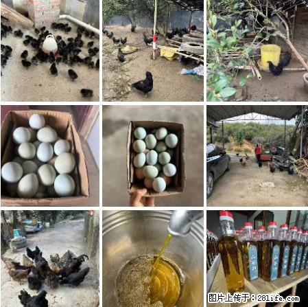 油茶园从小鸡仔开始养起的纯土鸡、土鸡蛋可以预定啦!还有前几天刚榨的纯山茶油哦 - 土特产 - 饮食特产 - 百色分类信息 - 百色28生活网 baise.28life.com