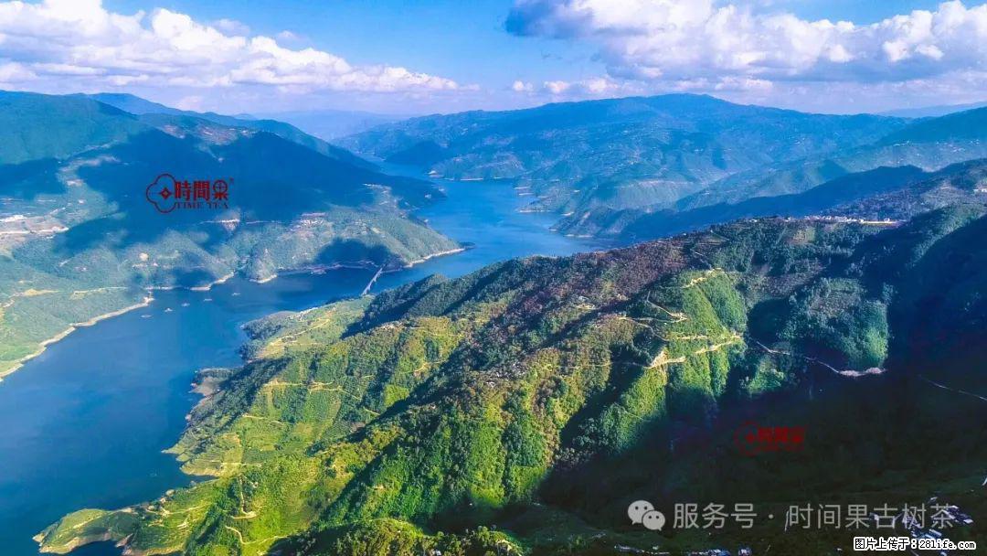 时间果百年古树龙珠普洱生茶 - 购物交流 - 百色生活社区 - 百色28生活网 baise.28life.com