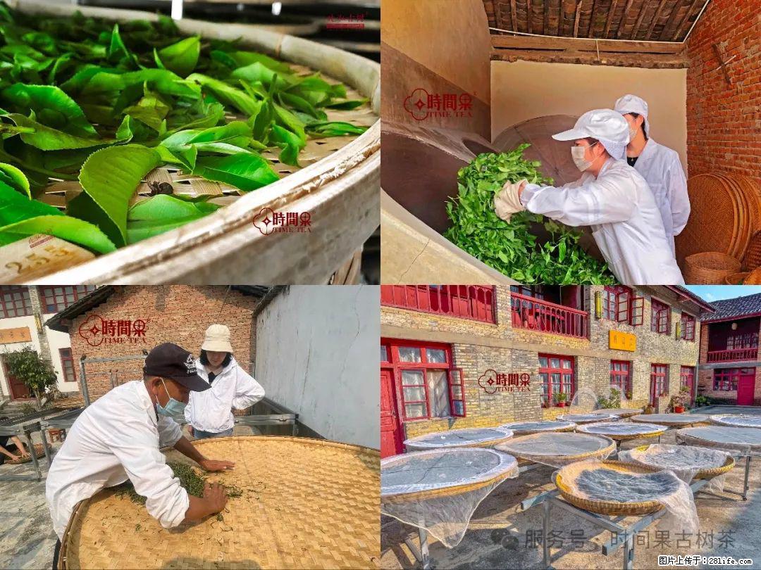 时间果百年古树龙珠普洱生茶 - 购物交流 - 百色生活社区 - 百色28生活网 baise.28life.com