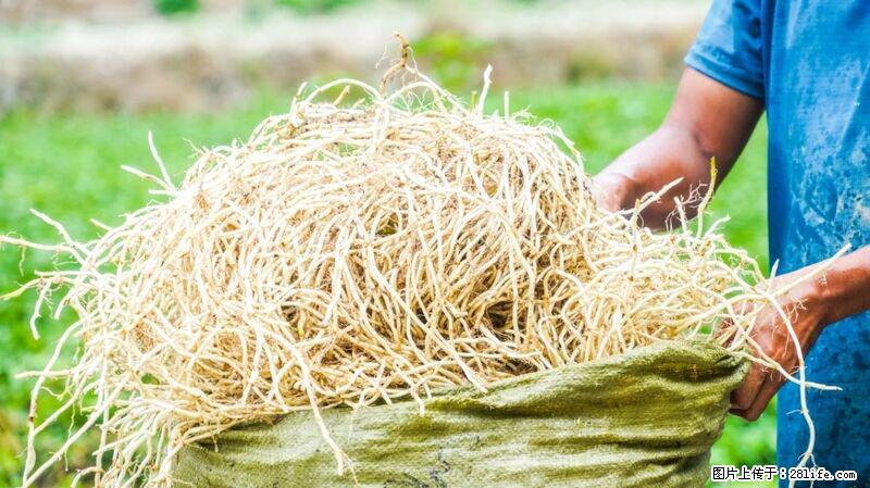 堪称“最难吃”的蔬菜，却是 “抗辐射神器”，还能护肺、清热、止咳化痰！ - 百色生活资讯 - 百色28生活网 baise.28life.com