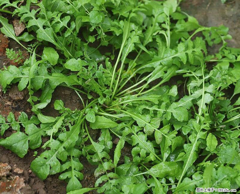 这些蔬菜是“天然钙片”，这6种被医生重点推荐 - 百色生活资讯 - 百色28生活网 baise.28life.com