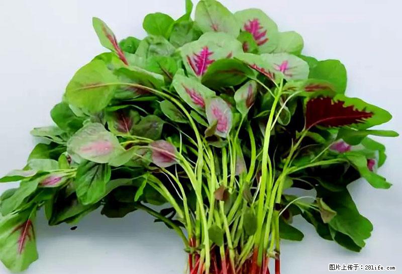 这些蔬菜是“天然钙片”，这6种被医生重点推荐 - 百色生活资讯 - 百色28生活网 baise.28life.com