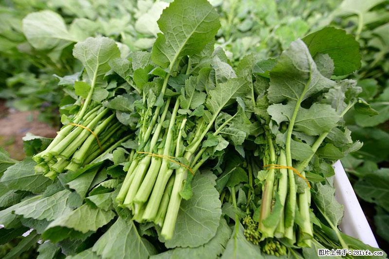 这些蔬菜是“天然钙片”，这6种被医生重点推荐 - 百色生活资讯 - 百色28生活网 baise.28life.com